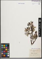 Foto von Salix helvetica Vill.